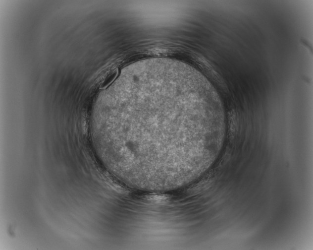 X0000099970313200806061636