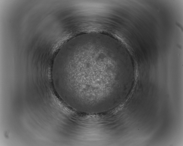 X0000099970353200806061635