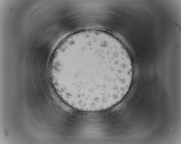 X0000099970832200806061628