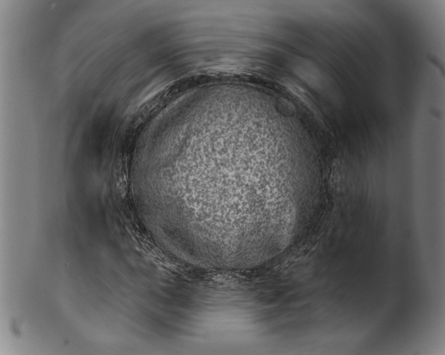 X0000099971015200806061625