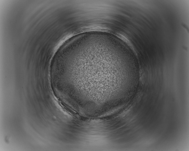 X0000099971043200806061625