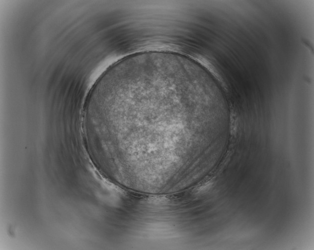 X0000099971094200806061624