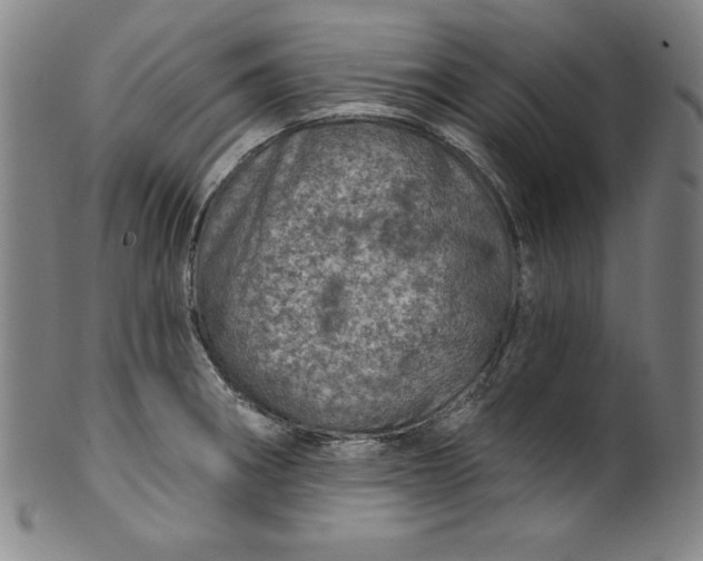 X0000099971282200806061621