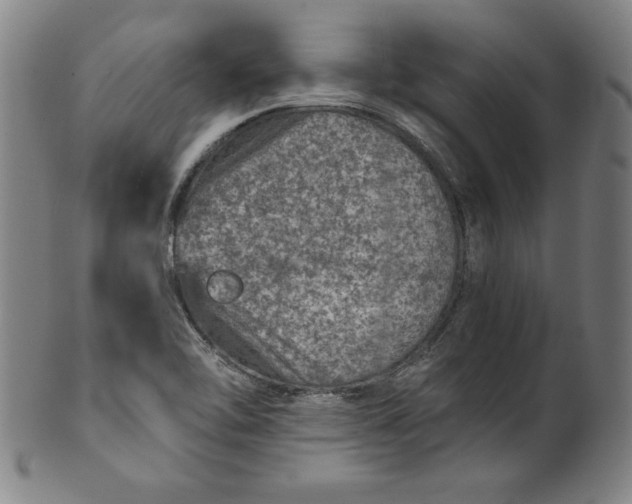 X0000099971462200806061618