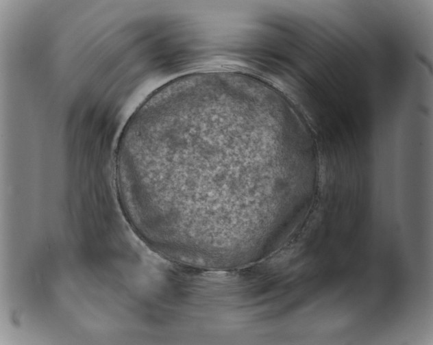 X0000099971478200806061618