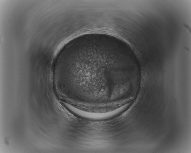 X0000099971506200806061617