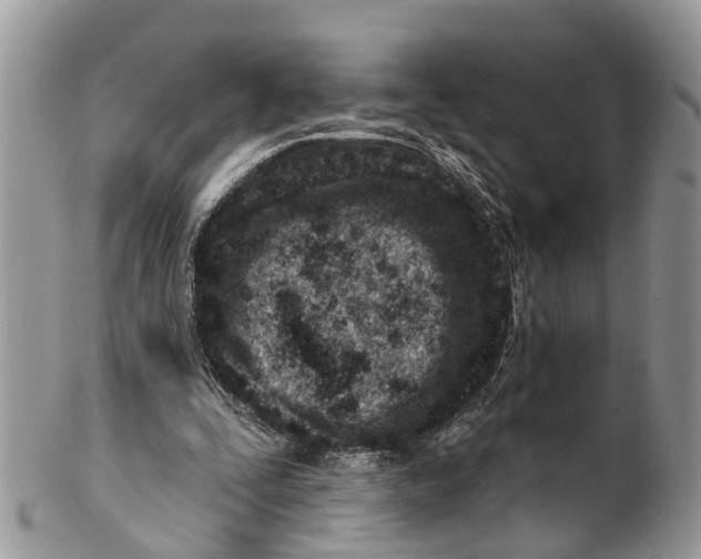 X0000099970295200806131538