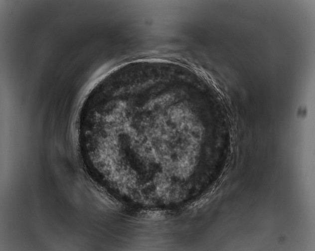 X0000099970295200806201408