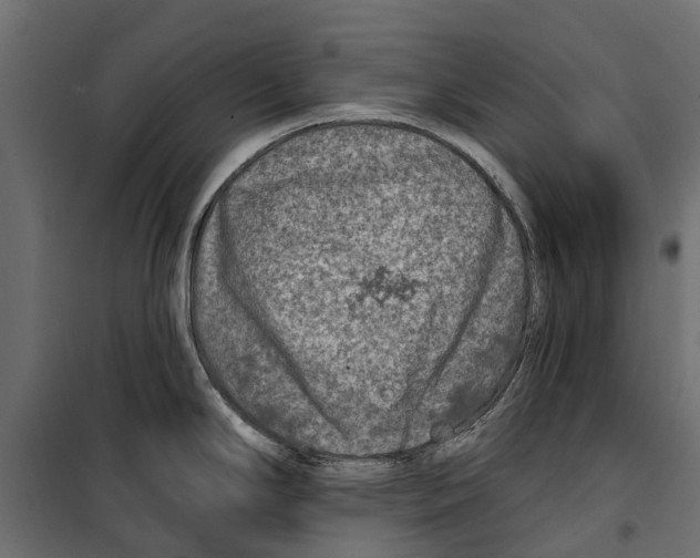 X0000099971294200806201352