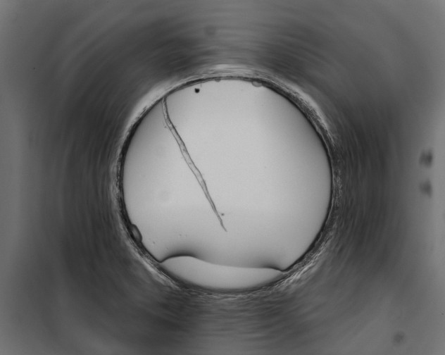 X0000099971373200806201351