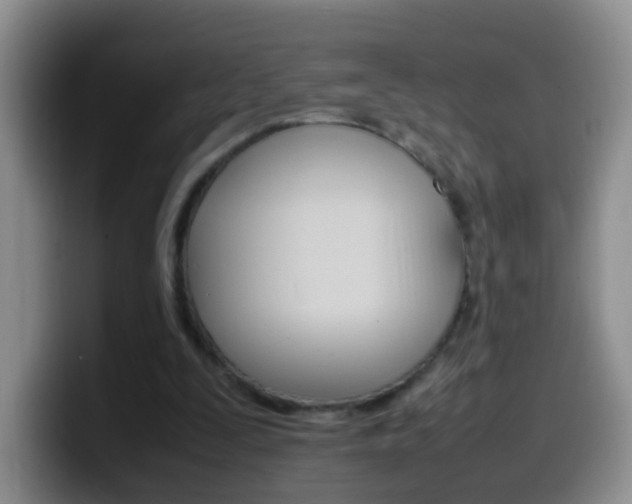 X0000099980295200805231029