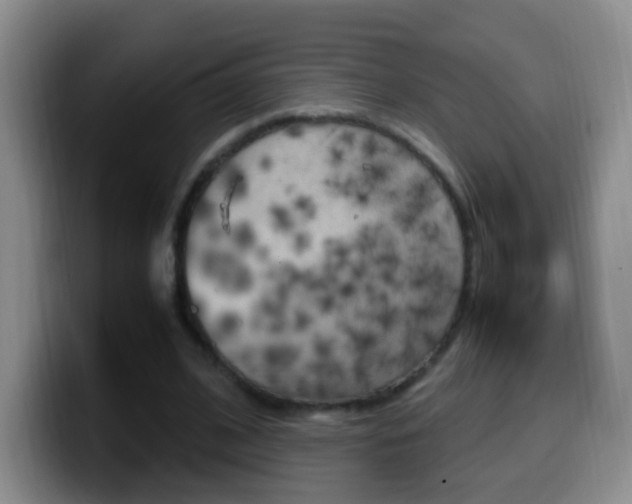 X0000099980584200805231025