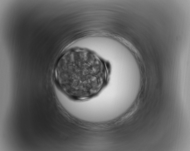 X0000099980889200805231021