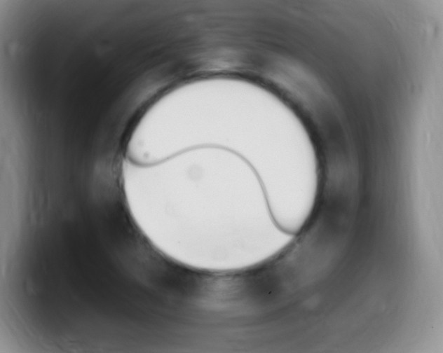 X0000099981314200805231014