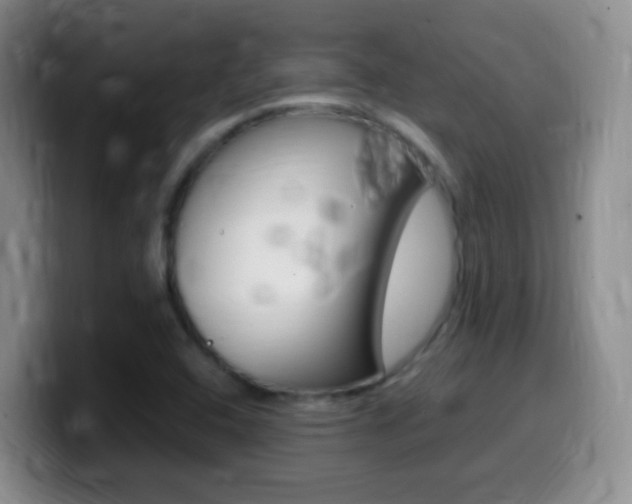 X0000099981408200805231013