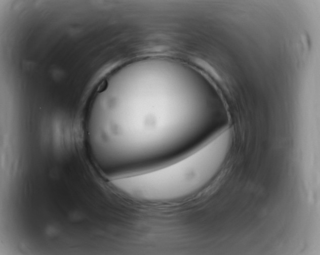 X0000099981458200805231013