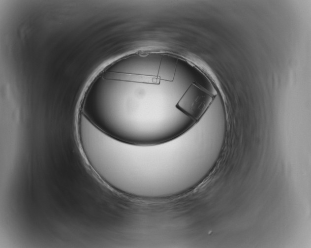 X0000099981488200805231012
