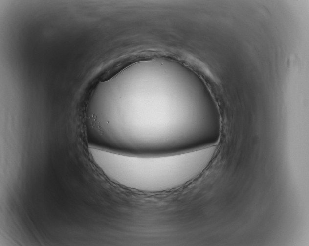 X0000099981496200805231012