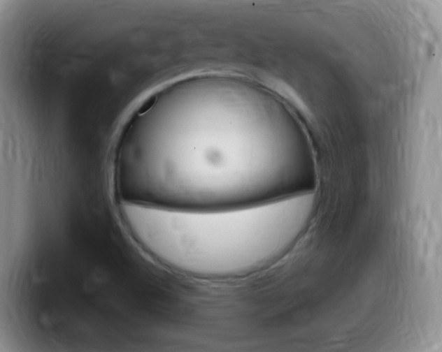 X0000099981504200805231012