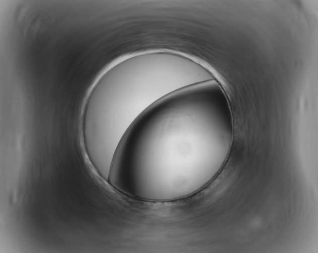 X0000099981534200805231012
