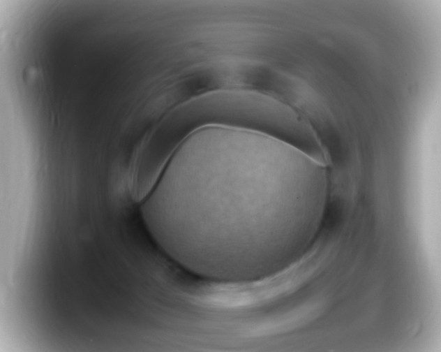 X0000099980029200805231433