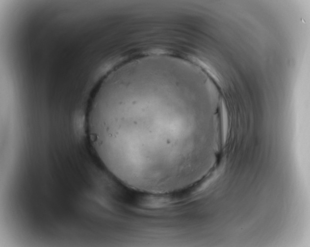 X0000099980351200805231429