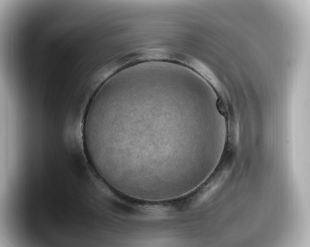 X0000099980389200805231429