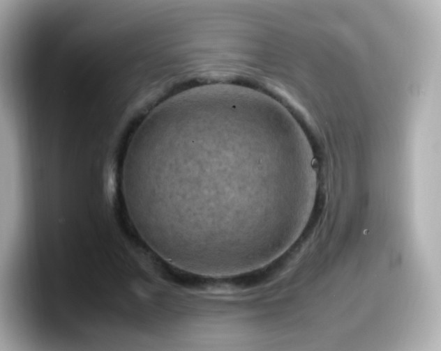 X0000099980685200805231425