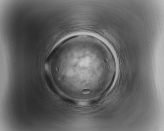 X0000099980693200805231425