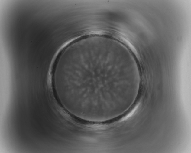 X0000099980779200805231424