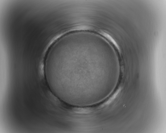 X0000099980781200805231424
