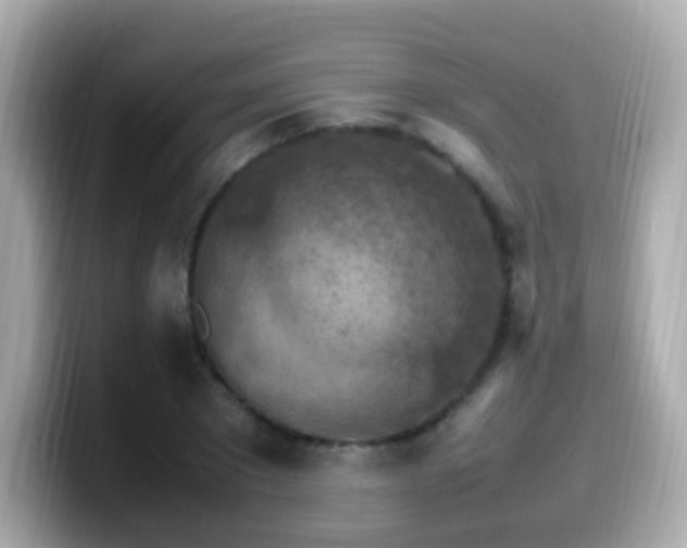 X0000099980881200805231422