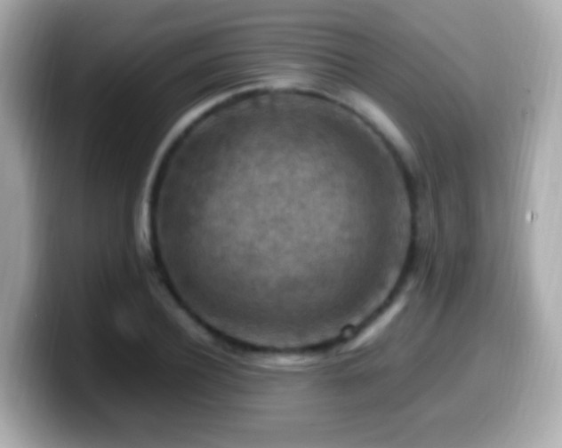 X0000099980932200805231422