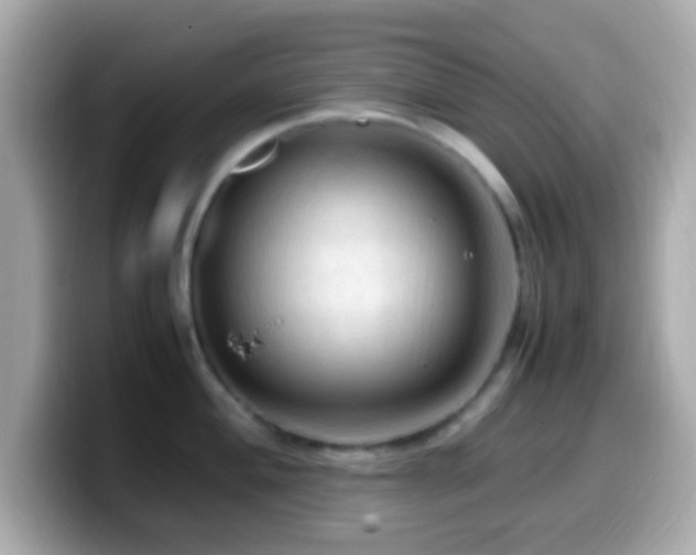 X0000099981004200805231421