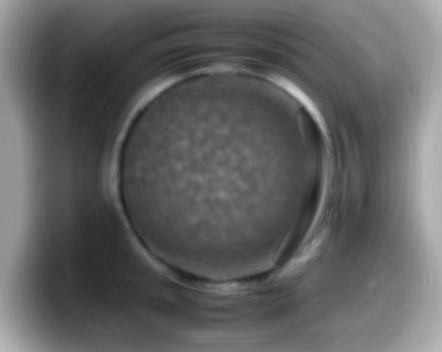 X0000099981045200805231421