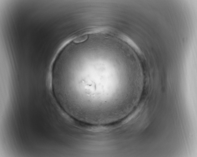 X0000099981079200805231420
