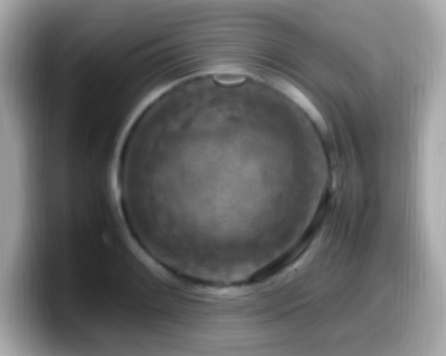X0000099981084200805231420