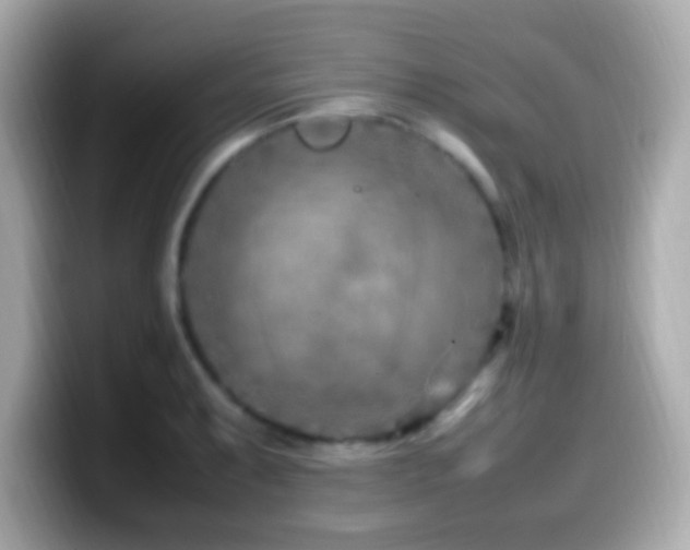X0000099981087200805231420