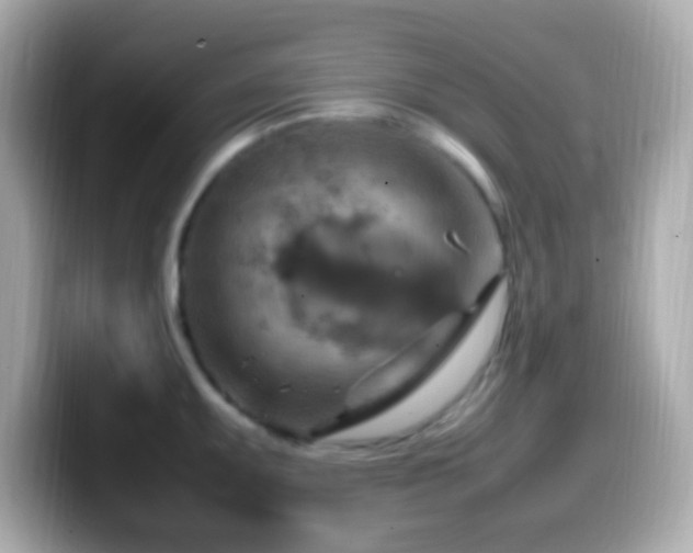X0000099981095200805231420
