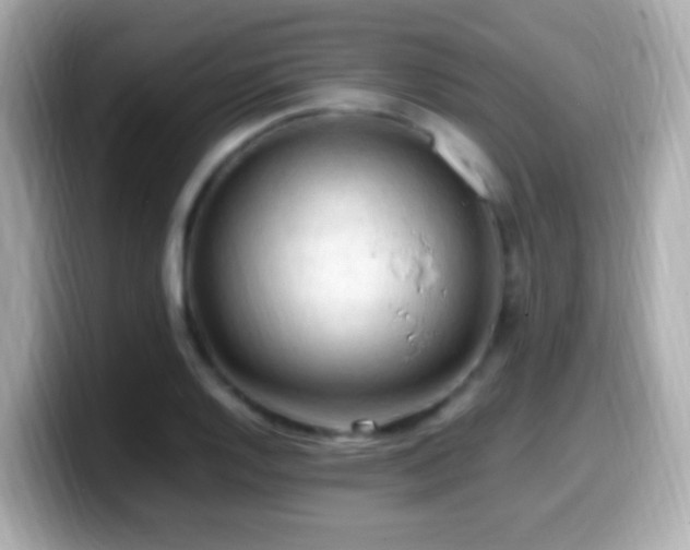 X0000099981128200805231419