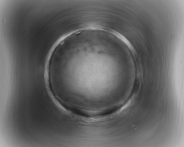 X0000099981144200805231420