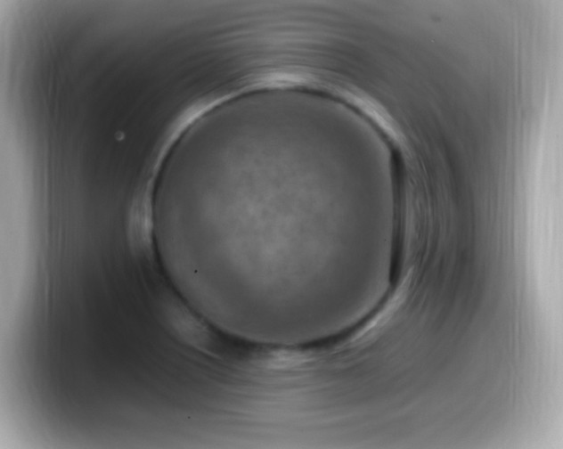 X0000099981226200805231418