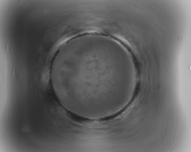 X0000099981359200805231416