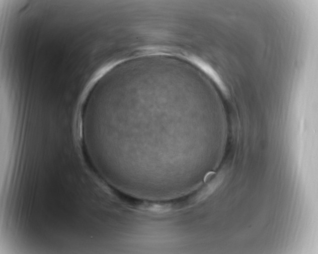 X0000099981365200805231416