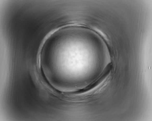 X0000099981371200805231416