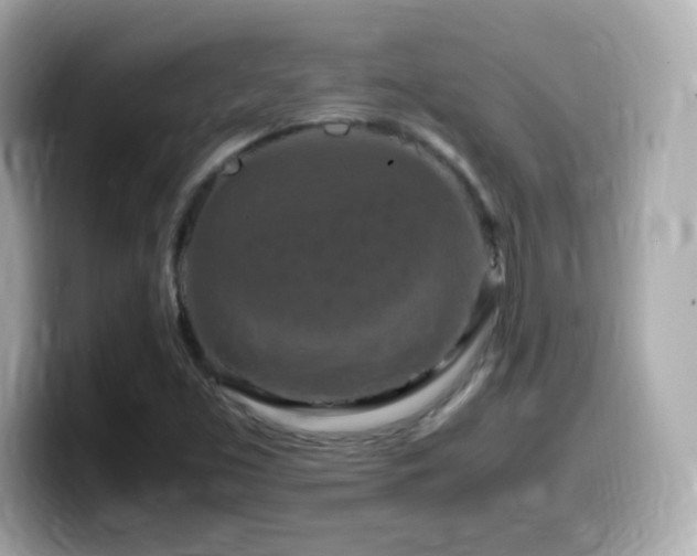 X0000099981453200805231415