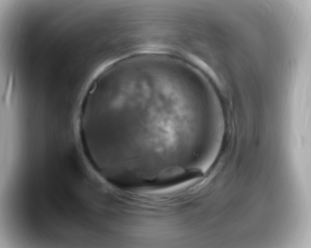 X0000099981463200805231415