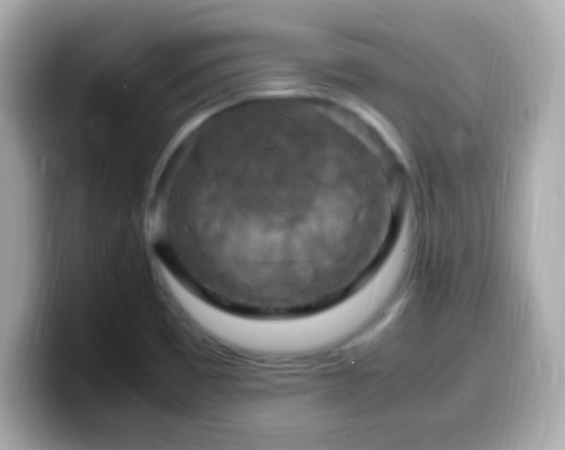X0000099981465200805231415