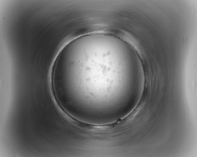 X0000099981483200805231415