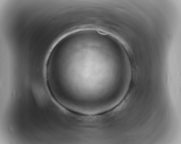 X0000099981527200805231415
